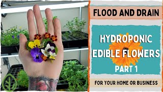 How to for Edible Flowers  Part 1  Hydroponics  Indoor Gardening  Indoor farming [upl. by Fanchette626]