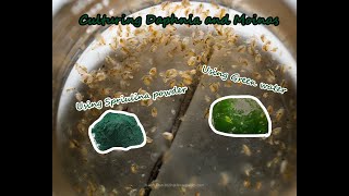 How To Culture Daphnia and Moinas using Green Water Spirulina powder [upl. by Gennie]