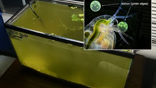 Raising Daphnia for the Freshwater Aquarium [upl. by Ysle70]