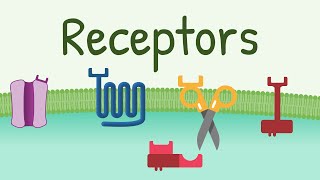 Receptors Types amp Functions [upl. by Shulamith499]