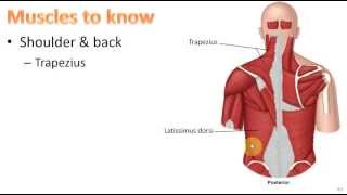 Anatomy Ch 9  Muscular System [upl. by Mariquilla405]