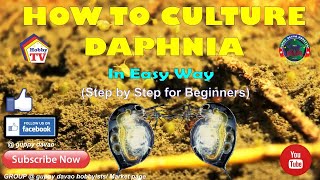 HOW TO CULTURE DAPHNIA In Easy Way [upl. by Natloz610]