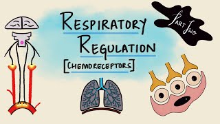 Respiratory Regulation  Part 2  Chemoreceptors  Chemical Regulation  Respiratory Physiology [upl. by Lerad]